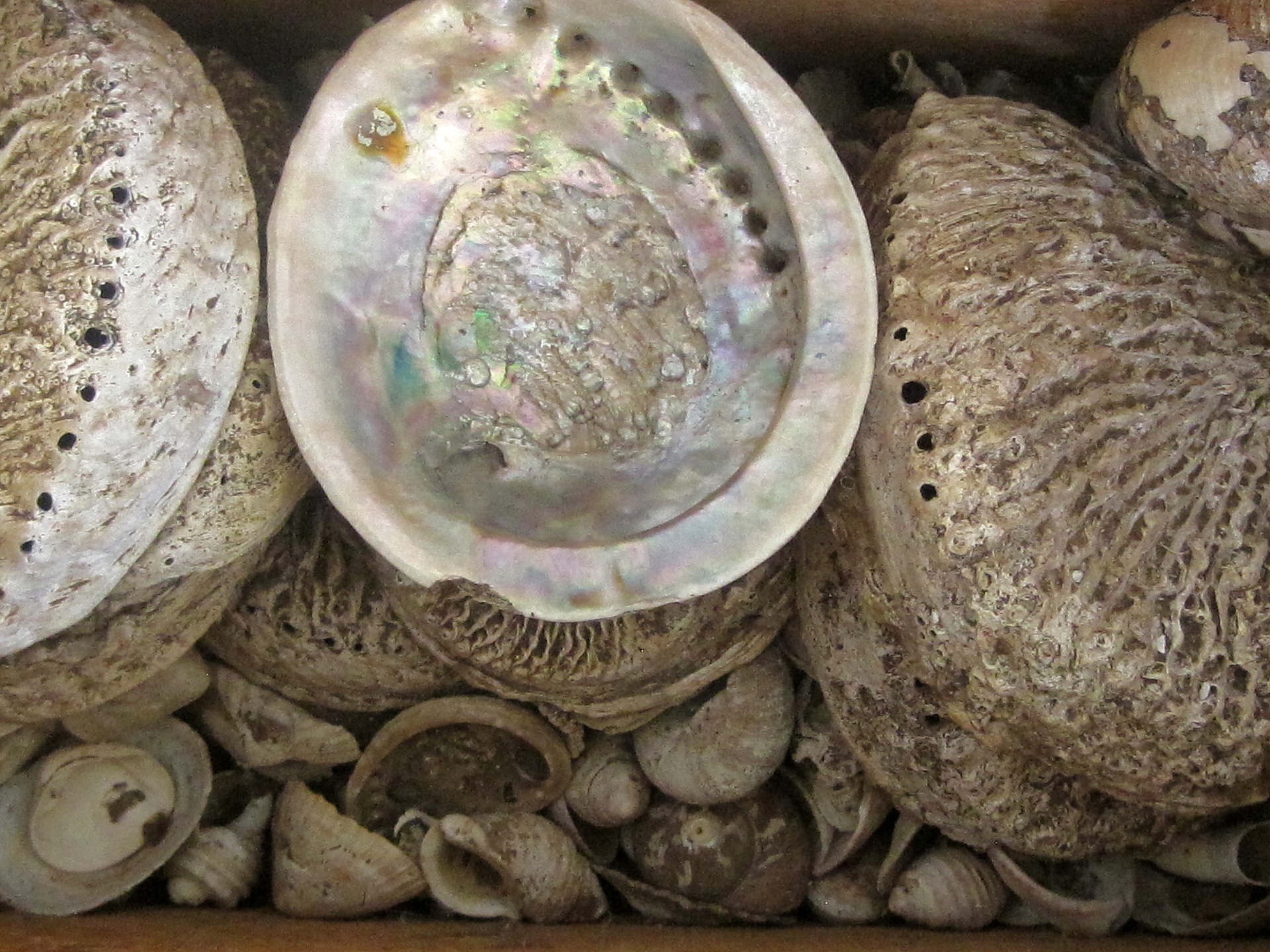 abalone shell